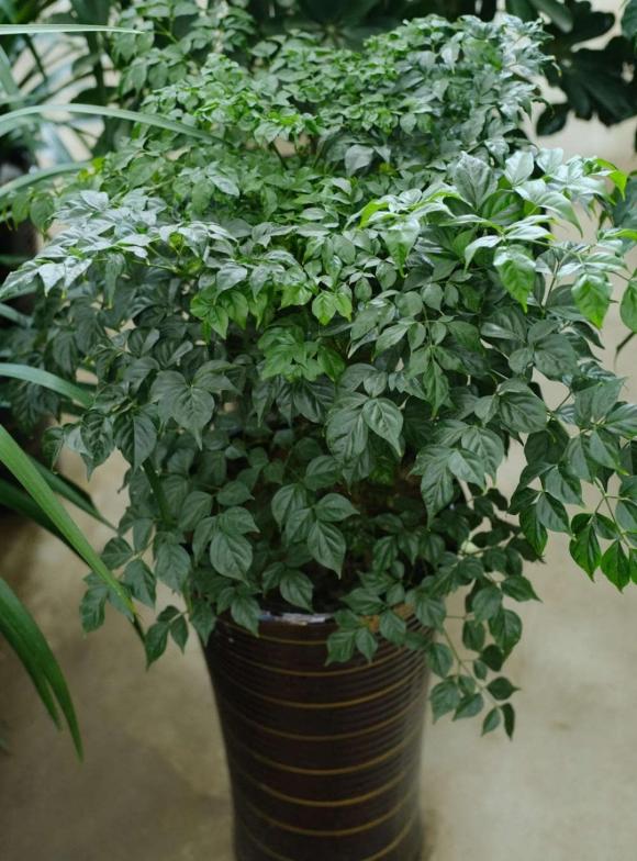 cây hạnh phúc, cây cảnh