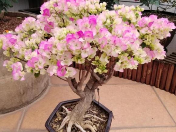 hoa giấy, kinh nghiệm trồng cây cảnh