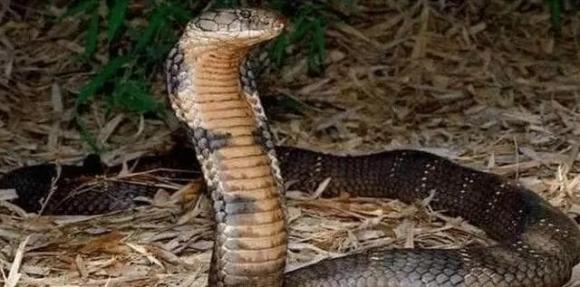 Loài rắn độc nhất thế giới, rắn độc, Rắn hổ mang chúa 