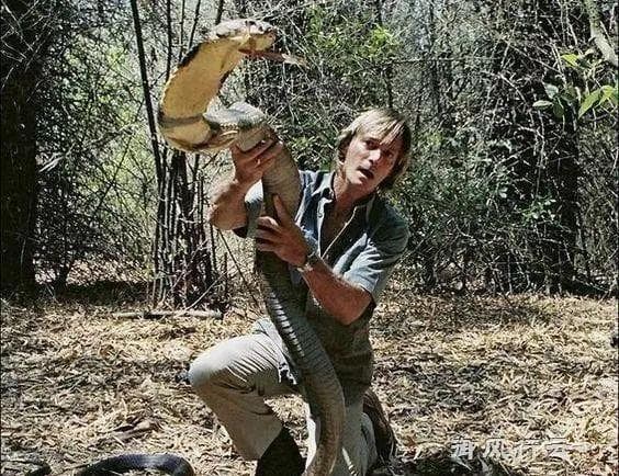 Loài rắn độc nhất thế giới, rắn độc, Rắn hổ mang chúa 