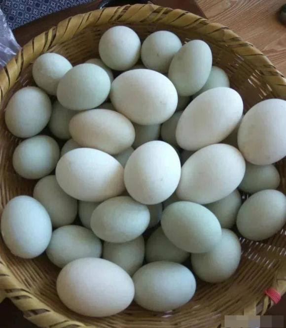 trứng vịt, trứng muối, trứng vỏ xanh, trứng vỏ trắng