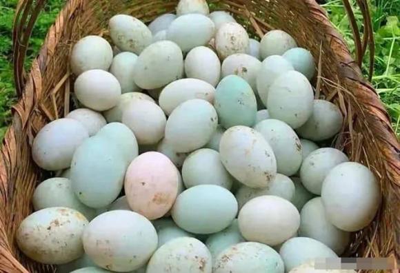 trứng vịt, trứng muối, trứng vỏ xanh, trứng vỏ trắng
