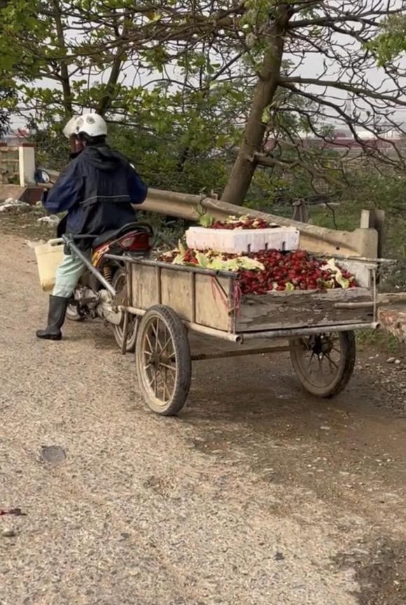 dâu tây, nhặt dâu tây, giới trẻ 