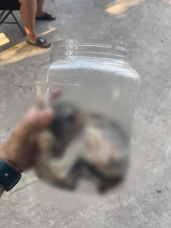 bé gái dìm chết mèo, chú mèo đáng thương, mèo hàng xóm