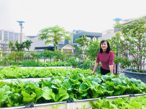 trồng rau, trồng rau trên sân thượng, chăm sóc rau