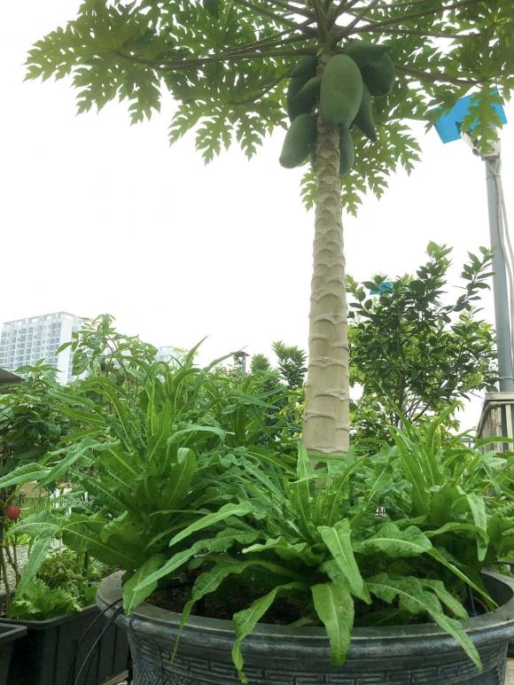 trồng rau, trồng rau trên sân thượng, chăm sóc rau