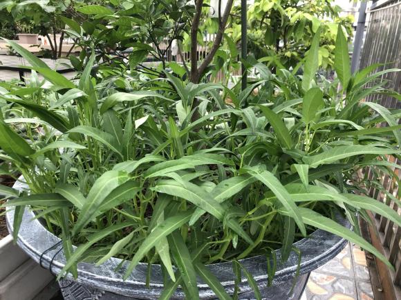 trồng rau, trồng rau trên sân thượng, chăm sóc rau