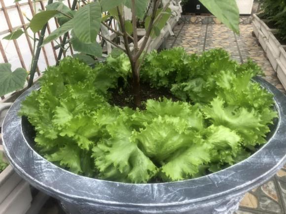 trồng rau, trồng rau trên sân thượng, chăm sóc rau