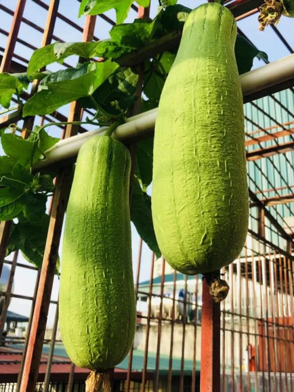 trồng rau, trồng rau trên sân thượng, chăm sóc rau