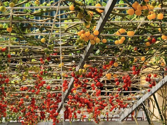 trồng rau, trồng rau trên sân thượng, chăm sóc rau