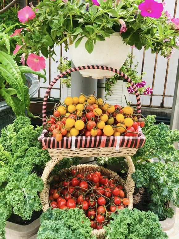 trồng rau, trồng rau trên sân thượng, chăm sóc rau