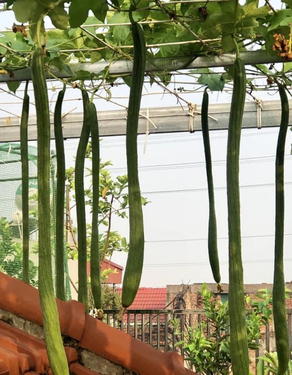 trồng rau, trồng rau trên sân thượng, chăm sóc rau
