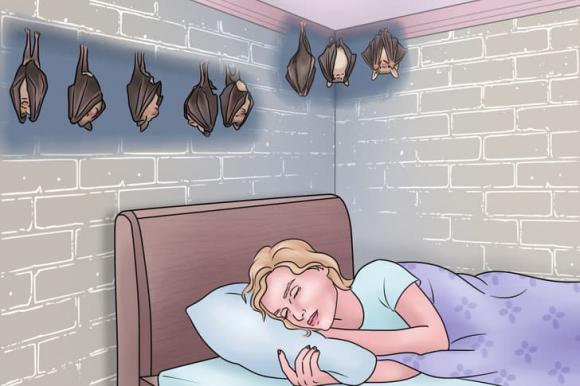 sinh vật, sinh vật đột nhập, bồn cầu