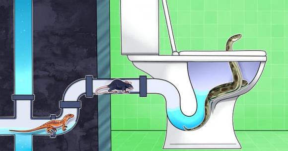 sinh vật, sinh vật đột nhập, bồn cầu