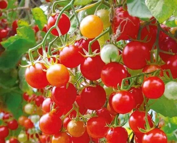 trồng cây ban công, cà chua, ớt