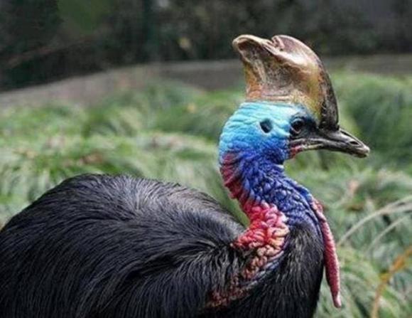 cassowaries, đà điểu