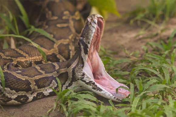 Trăn Anaconda khổng lồ, Trăn Anaconda nuốt hộp đựng làm mát, Trăm Anaconda bò qua đường đang làm