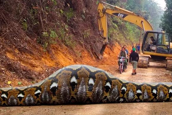 Trăn Anaconda khổng lồ, Trăn Anaconda nuốt hộp đựng làm mát, Trăm Anaconda bò qua đường đang làm