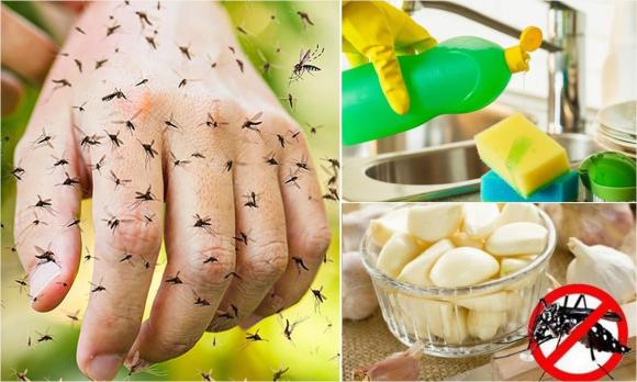 muỗi, sốt xuất huyết, đuổi muỗi bằng dầu gió