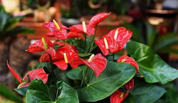 cây ưa bóng râm, cây trồng trong nhà, cây trồng trong nhà đẹp hơn cả tranh sơn dầu