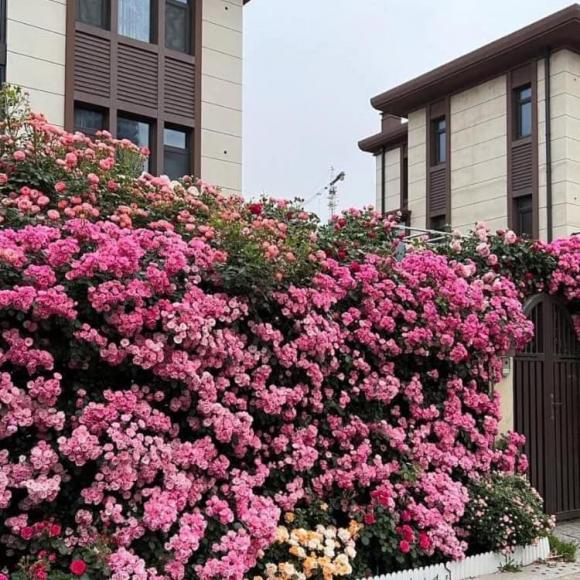 giàn hoa, giàn hoa trước cổng nhà, hoa hồng 