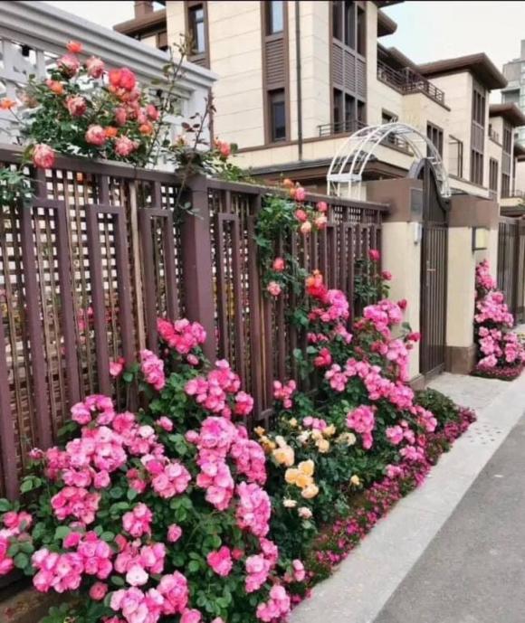 giàn hoa, giàn hoa trước cổng nhà, hoa hồng 