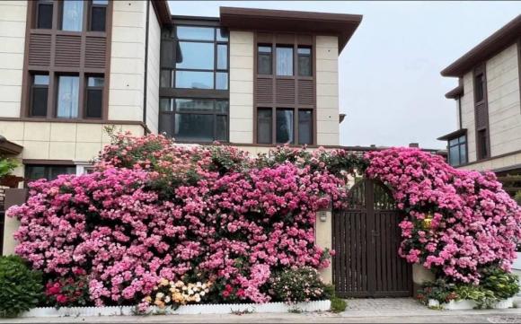 giàn hoa, giàn hoa trước cổng nhà, hoa hồng 
