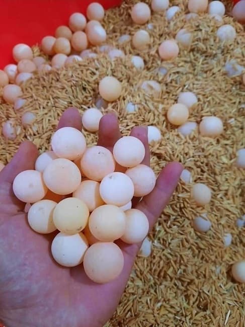 trứng ba ba, giá trứng ba ba, kiến thức 