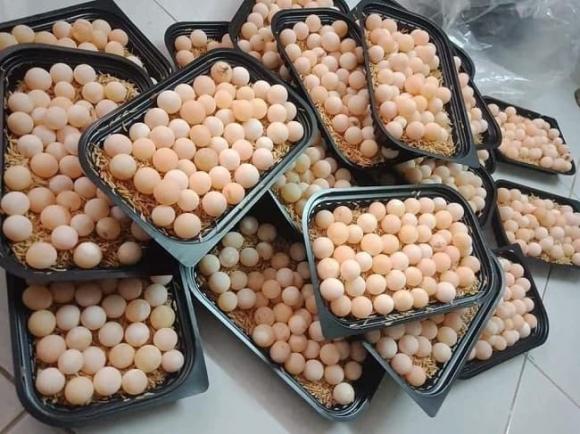 trứng ba ba, giá trứng ba ba, kiến thức 