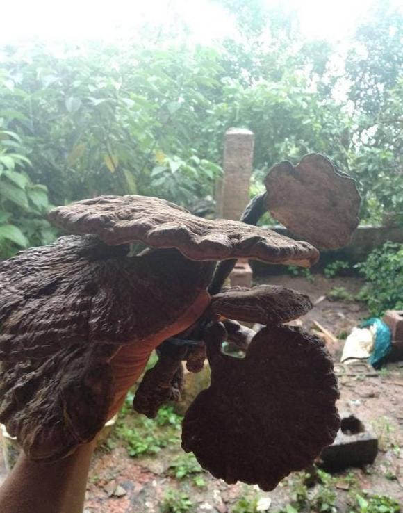 mộ, khu mộ, nấm linh chi, cây bách