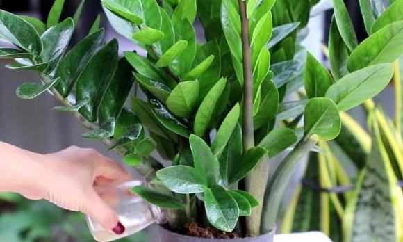 5 loại hoa hại, hoa này đặt trong nhà thường hoa suy người không vượng, cây cảnh có độc tính cao
