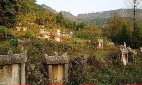 cây trúc nở hoa, điều xui xẻo, ong bay vào nhà, mèo lạ vào nhà, chim bay vào nhà
