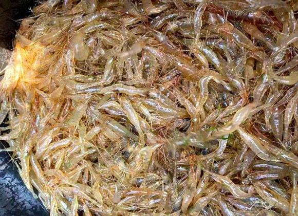  tôm sông, món tôm, tôm nhỏ, dạy nấu ăn