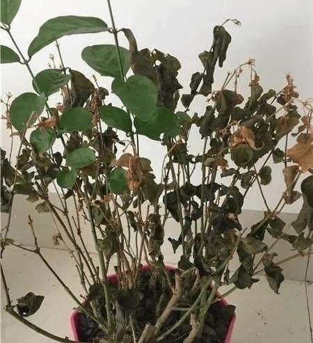 phong thủy gia đình, phong thủy, tứ vật không vào nhà phong thủy tốt