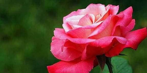 giờ sinh tốt, tử vi, tướng số