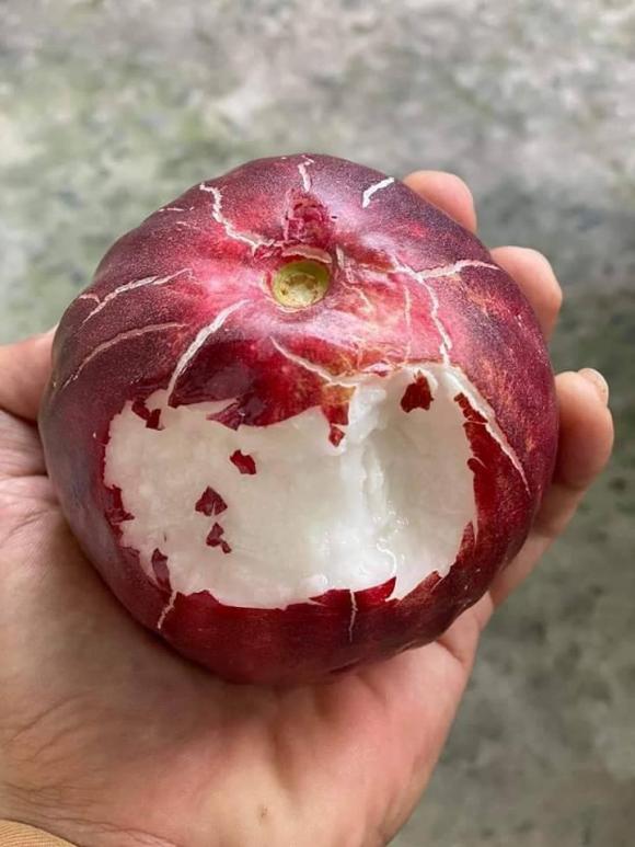 quả roi, quả mận điều đỏ, loại quả hiếm