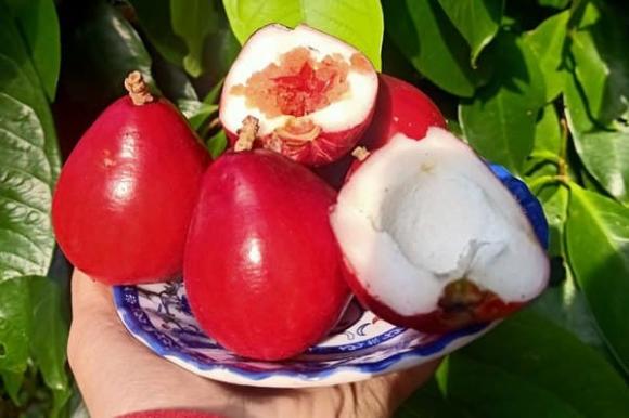 quả roi, quả mận điều đỏ, loại quả hiếm