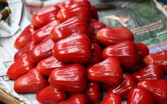 quả roi, quả mận điều đỏ, loại quả hiếm