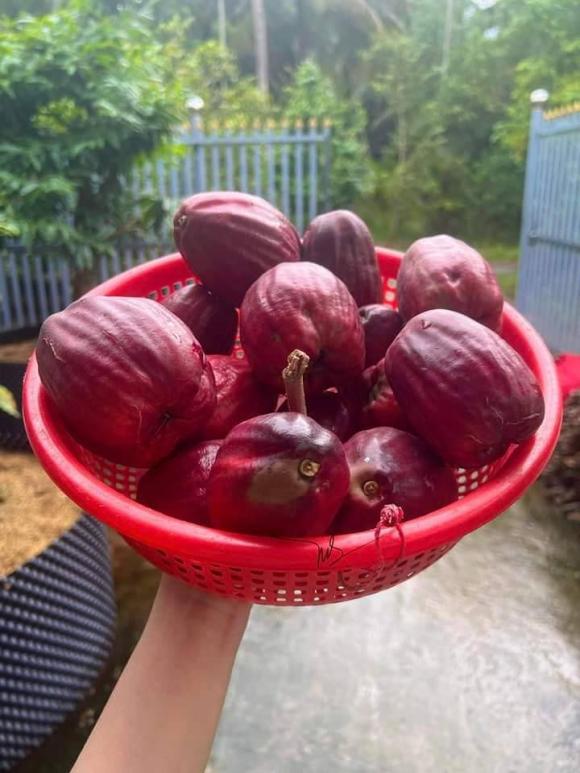 quả roi, quả mận điều đỏ, loại quả hiếm