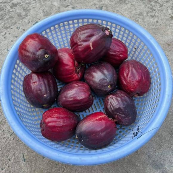 quả roi, quả mận điều đỏ, loại quả hiếm