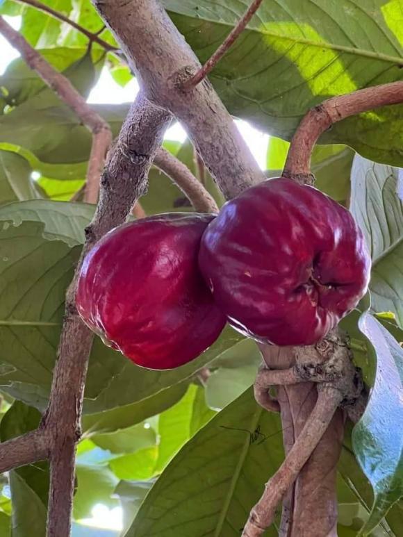 quả roi, quả mận điều đỏ, loại quả hiếm