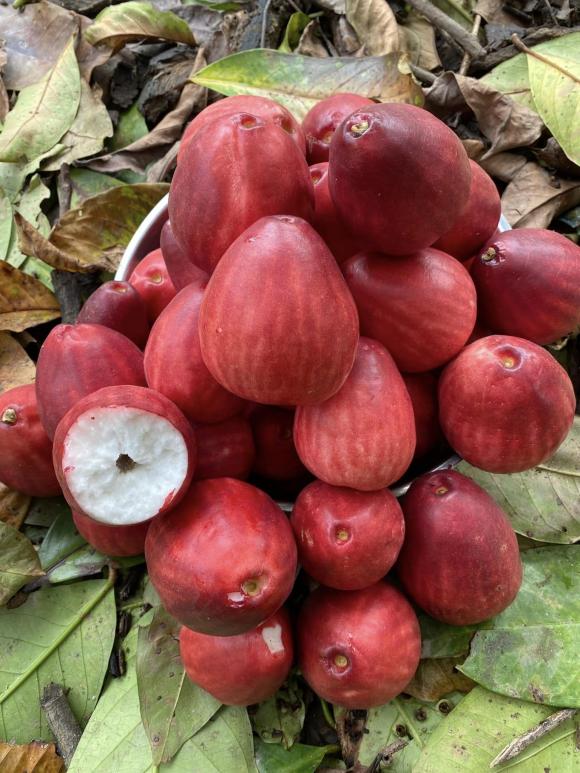 quả roi, quả mận điều đỏ, loại quả hiếm