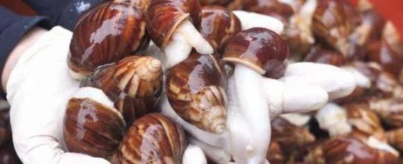 ốc sên bạch ngọc, ốc sên, món ăn nổi tiếng