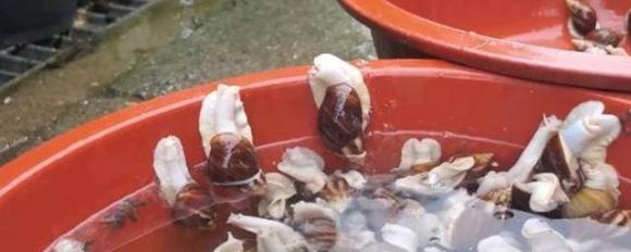 ốc sên bạch ngọc, ốc sên, món ăn nổi tiếng
