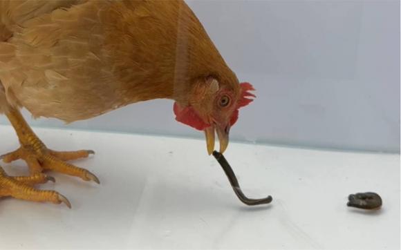 đỉa, gà, ký sinh