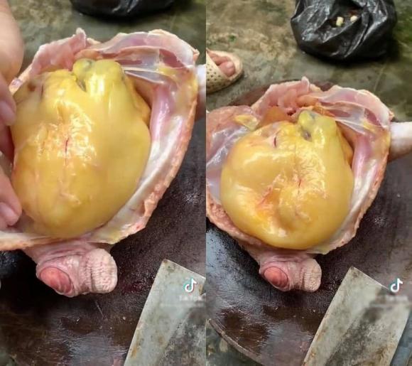 mỡ gà, cục mỡ gà, mỡ gà nấu món gì 