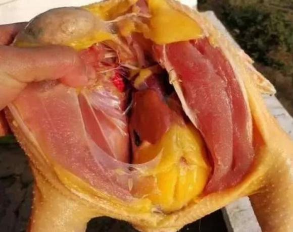 mỡ gà, cục mỡ gà, mỡ gà nấu món gì 