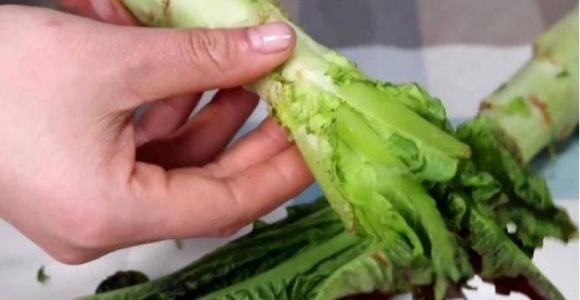 mua rau diếp tây, rau diếp tây, cách chọn rau diếp tây