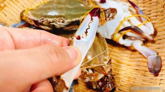 chọn ghẹ, chọn ghẹ tươi ngon, kiến thức 