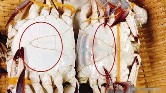 chọn ghẹ, chọn ghẹ tươi ngon, kiến thức 